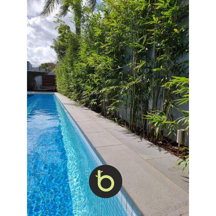 Bamboo Gracilis Plant | Best Bamboo Plants | Thelittlebigbamboo