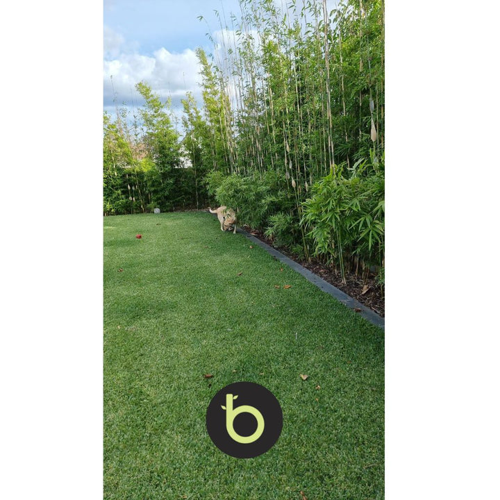 Bamboo Gracilis Plant | Best Bamboo Plants | Thelittlebigbamboo