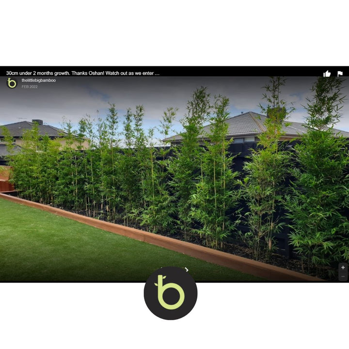 Bamboo Gracilis Plant | Best Bamboo Plants | Thelittlebigbamboo