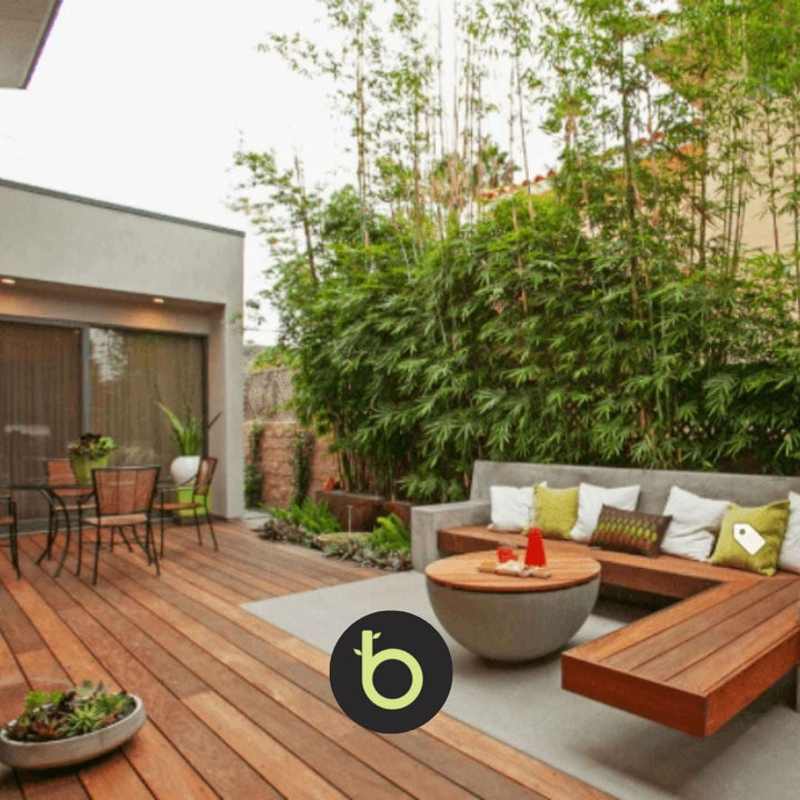 Bamboo Gracilis Plant | Best Bamboo Plants | Thelittlebigbamboo