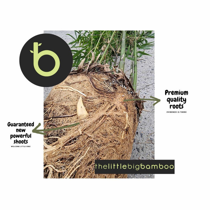 Bamboo Gracilis Plant | Best Bamboo Plants | Thelittlebigbamboo