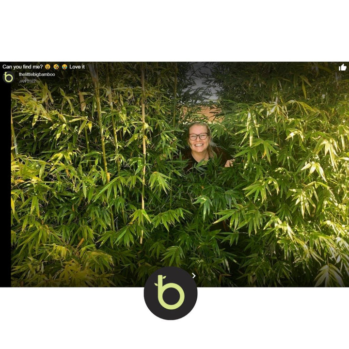 Bamboo Gracilis Plant | Best Bamboo Plants | Thelittlebigbamboo