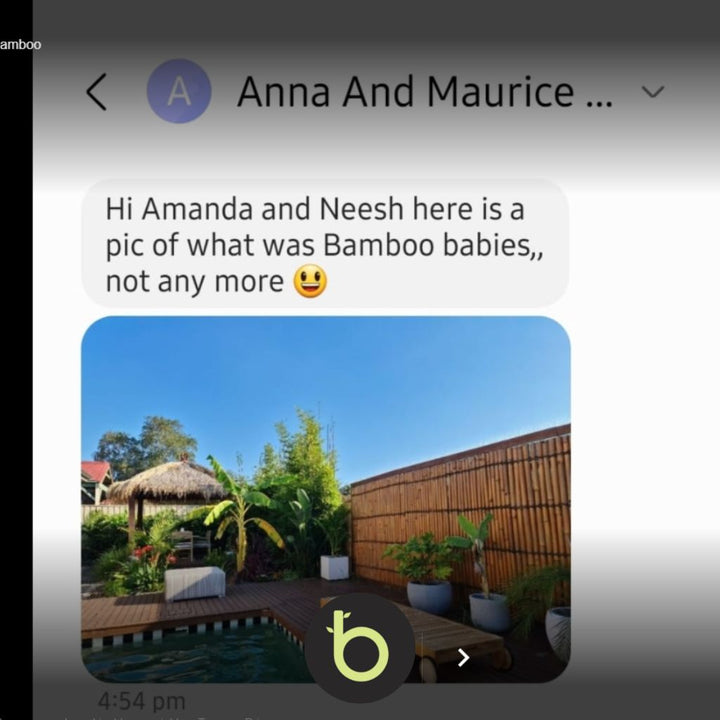 Gracilis Bamboo Plants | Gracilis Bamboo for Sale | Thelittlebigbamboo