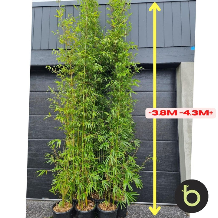 Bamboo Gracilis Plant | Best Bamboo Plants | Thelittlebigbamboo