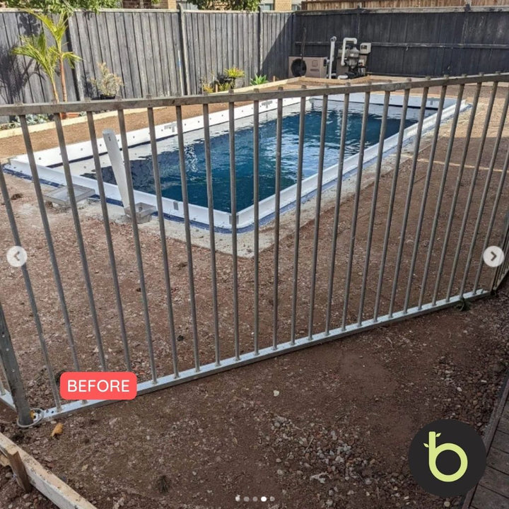 Bamboo Gracilis Plant | Best Bamboo Plants | Thelittlebigbamboo