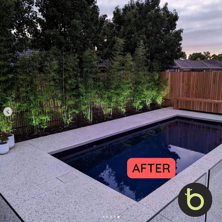 Bamboo Gracilis Plant | Best Bamboo Plants | Thelittlebigbamboo