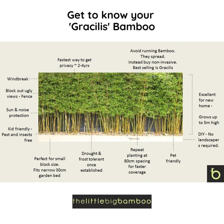 Bamboo Gracilis Plant | Best Bamboo Plants | Thelittlebigbamboo