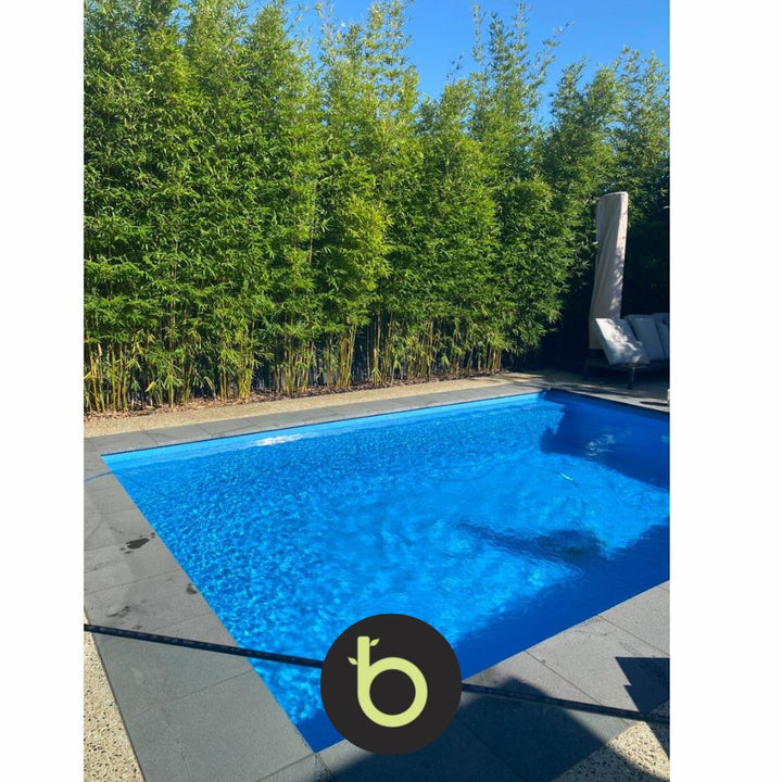 Bamboo Gracilis Plant | Best Bamboo Plants | Thelittlebigbamboo