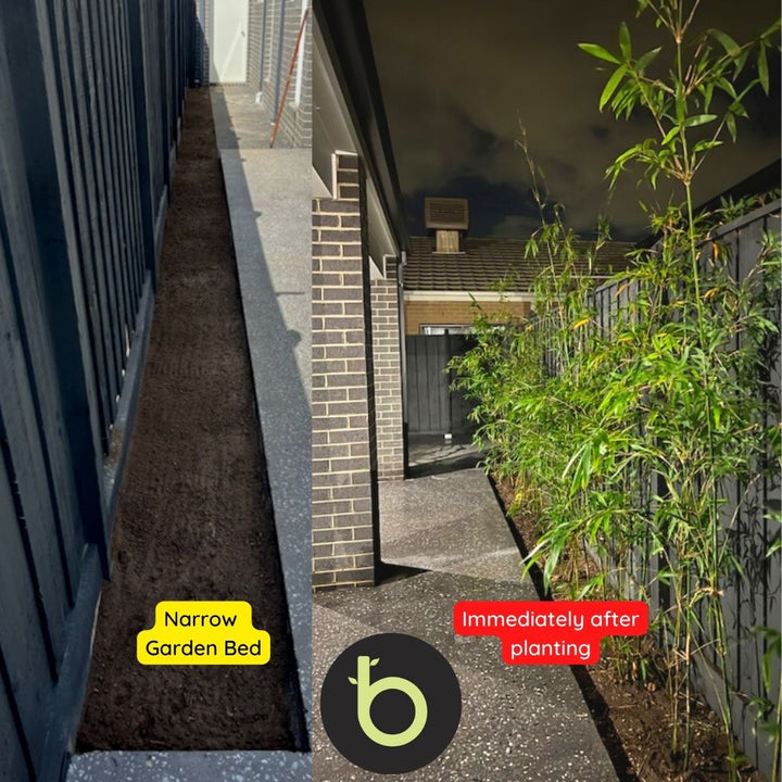 Gracilis Bamboo Plants | Gracilis Bamboo for Sale | Thelittlebigbamboo