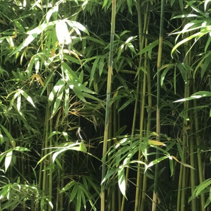 Gracilis Bamboo Plant