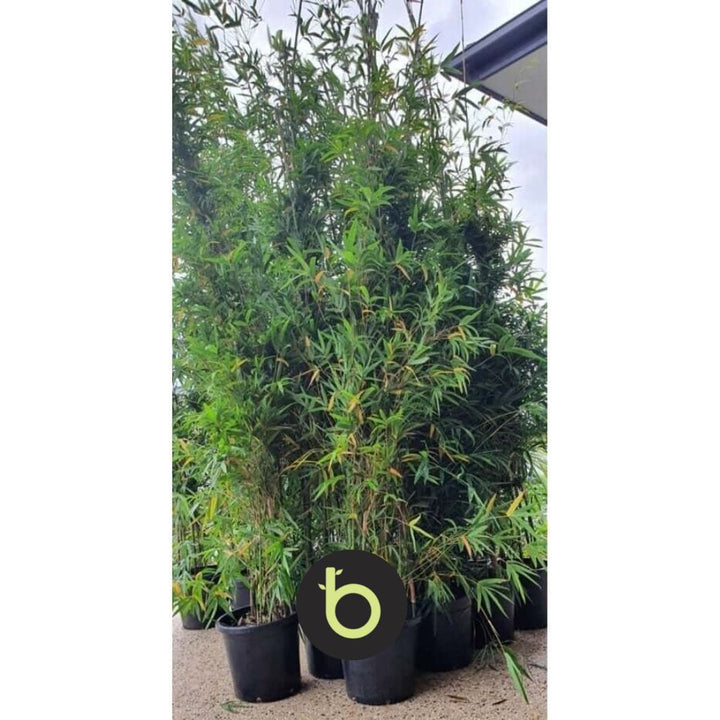 Bamboo Gracilis Plant | Best Bamboo Plants | Thelittlebigbamboo