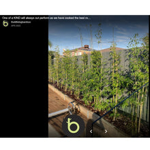 Load image into Gallery viewer, Gracilis Bamboo Plants | Gracilis Bamboo for Sale | Thelittlebigbamboo
