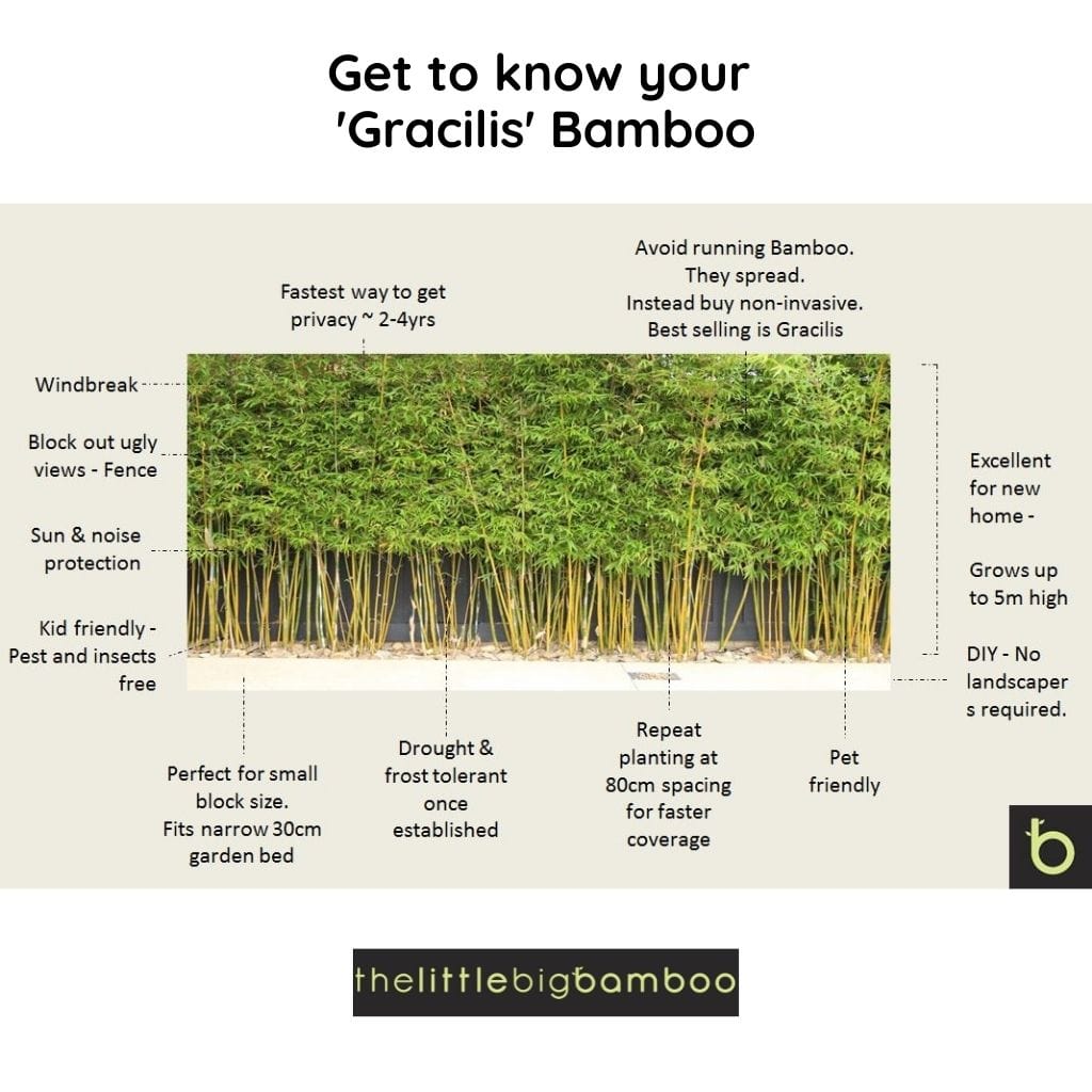 Bamboo Gracilis Plant | Best Bamboo Plants | Thelittlebigbamboo