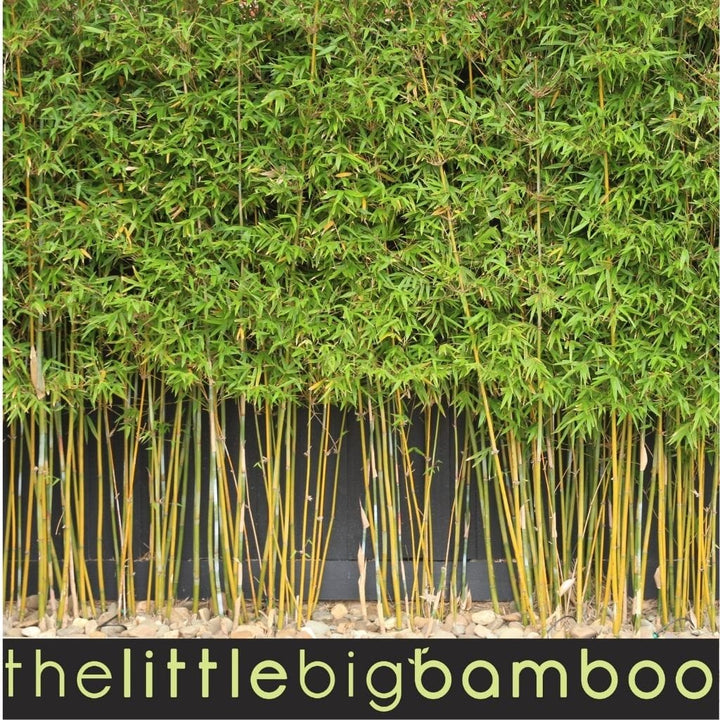 Lucky Bamboo Plant | Gracilis Bamboo Plant | Thelittlebigbamboo