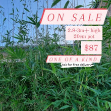 Load image into Gallery viewer, Gracilis Bamboo Plants | Gracilis Bamboo for Sale | Thelittlebigbamboo
