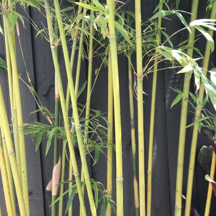 Gracilis Bamboo Plant